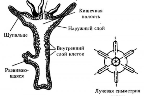 Кракен найти сайт