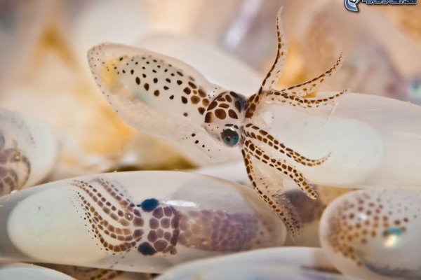 Кракен сайт 1kraken me вход